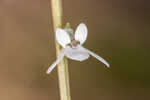 White lobelia